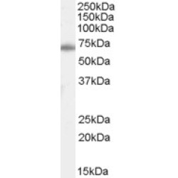 X-Ray Repair Cross-Complementing Protein 6 (XRCC6) Antibody