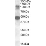 abx430258 (0.5 µg/ml) staining of Human Ovary lysate (35 µg protein in RIPA buffer). Primary incubation was 1 hour. Detected by chemiluminescence.