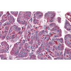 LIS1 Antibody