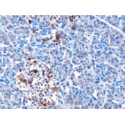 abx430266 (10 µg/ml staining of paraffin embedded Human Pancreas. Microwaved antigen retrieval with Tris/EDTA buffer pH9, HRP-staining.