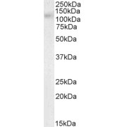 abx430267 (0.5 µg/ml) staining of Human Testes lysate (35 µg protein in RIPA buffer). Detected by chemiluminescence.