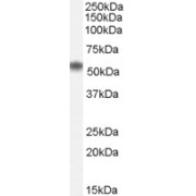 abx430268 (0.5 µg/ml) staining of Human Bone Marrow lysate (35 µg protein in RIPA buffer). Primary incubation was 1 hour. Detected by chemiluminescence.