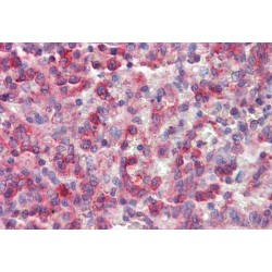 Neutrophil Cytosolic Factor 4 (NCF4) Antibody