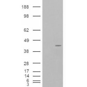 HEK293 overexpressing P40PHOX and probed with abx430269 (mock transfection in first lane).