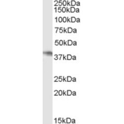 Neutrophil Cytosolic Factor 4 (NCF4) Antibody