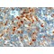 Neuroepithelial Cell Transforming Gene 1 (NET1) Antibody