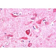 abx430271 (5 µg/ml staining of paraffin embedded Human Cerebral Cortex. Steamed antigen retrieval with citrate buffer pH 6, AP-staining.