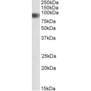 abx430272 (0.5 µg/ml) staining of Human Duodenum lysate (35 µg protein in RIPA buffer). Primary incubation was 1 hour. Detected by chemiluminescence.