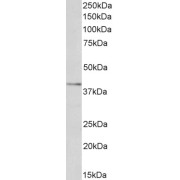 abx430273 (0.1 µg/ml) staining of Human Liver lysate (35 µg protein in RIPA buffer). Primary incubation was 1 hour. Detected by chemiluminescence.