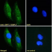 Immunofluorescence analysis of paraformaldehyde fixed HeLa cells, permeabilized with 0.15% Triton. Primary incubation 1hr (10 µg/ml) followed by AF488 secondary antibody (2 µg/ml), showing cytoplasmic and nuclear staining. The nuclear stain is DAPI (blue). Negative control: Unimmunized goat IgG (10 µg/ml) followed by AF488 secondary antibody (2 µg/ml).