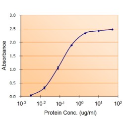 Plasminogen Activator Inhibitor 1 (PAI1) Antibody