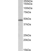 abx430277 (0.3 µg/ml) staining of Human Liver lysate (35 µg protein in RIPA buffer). Primary incubation was 1 hour. Detected by chemiluminescence.