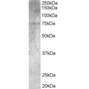 abx430279 (1 µg/ml) staining of Human Brain lysate (35 µg protein in RIPA buffer). Primary incubation was 1 hour. Detected by chemiluminescence.