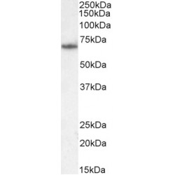 Phosphoenolpyruvate Carboxykinase, Mitochondrial (PCK2) Antibody