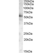 abx430283 (0.05 µg/ml) staining of Human Frontal Cortex lysate (35 µg protein in RIPA buffer). Primary incubation was 1 hour. Detected by chemiluminescence.
