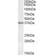 abx430285 (1 µg/ml) staining of Human Liver lysate (35 µg protein in RIPA buffer). Primary incubation was 1 hour. Detected by chemiluminescence.