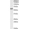 RP11 Antibody