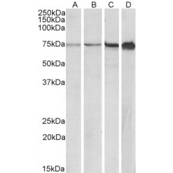 Replication Protein A 70 kDa DNA-Binding Subunit (RPA70) Antibody