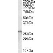 abx430293 (1 µg/ml) staining of Human Cerebellum lysate (35 µg protein in RIPA buffer). Primary incubation was 1 hour. Detected by chemiluminescence.