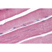 abx430294 (5 µg/ml staining of paraffin embedded Human Skeletal Muscle. Steamed antigen retrieval with citrate buffer pH 6, AP-staining.