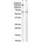 SPA1 Antibody