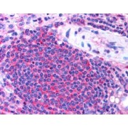abx430299 (2.5 µg/ml staining of paraffin embedded Human Spleen. Steamed antigen retrieval with citrate buffer pH 6, AP-staining.