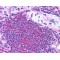 Suppressor of T-Cell Receptor Signaling 2 (STS2) Antibody