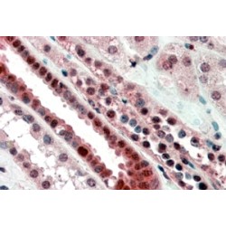 Transcription Factor E2-Alpha (TCF3) Antibody