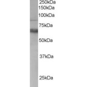 abx430302 staining (0.3 µg/ml) of Human PBMC lysate (RIPA buffer, 35 µg total protein per lane). Primary incubated for 1 hour. Detected by chemiluminescence.