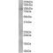 Pre-mRNA-Splicing Factor SYF1 (XAB2) Antibody