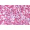 Ymer Antibody