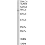 abx430319 staining (1 µg/ml) of human brain lysate (RIPA buffer, 35 µg total protein per lane). Primary incubated for 1 hour. Detected by western blot using chemiluminescence.