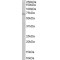 RIC8 Guanine Nucleotide Exchange Factor A (RIC8A) Antibody