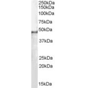 abx430320 staining (0.1 µg/ml) of Hela lysate (RIPA buffer, 35 µg total protein per lane). Primary incubated for 1 hour. Detected by western blot using chemiluminescence.