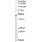 Splicing Factor 3B Subunit 4 (SF3B4) Antibody