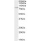BAK1-Associating Receptor-Like Kinase 1 (BARK1) Antibody