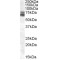 Brain And Muscle ARNT-Like 1 (BMAL1) Antibody