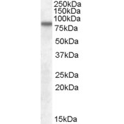 abx430331 (0.1 µg/ml) staining of Human Cerebral Cortex lysate (35 µg protein in RIPA buffer). Primary incubation was 1 hour. Detected by chemiluminescence.