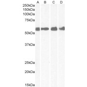 abx430335