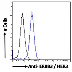 V-Erb B2 Erythroblastic Leukemia Viral Oncogene Homolog 3 (ERBB3) Antibody