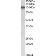 abx430342 (0.1 µg/ml) staining of Human Cerebellum lysate (35 µg protein in RIPA buffer). Detected by chemiluminescence.