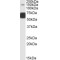 Glutamate Receptor 5 (GLUR5) Antibody
