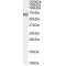Protein Tyrosine Phosphatase, Non-Receptor Type 6 (PTPN6) Antibody