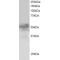 Forkhead Box Protein Q1 (FOXQ1) Antibody