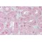 Forkhead Box D1 (FOXD1) Antibody
