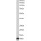 10 KDa Heat Shock Protein, Mitochondrial / HSP10 (HSPE1) Antibody