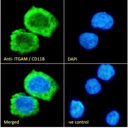 Integrin Alpha M / CD11b (ITGAM) Antibody