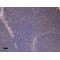 Integrin Alpha M / CD11b (ITGAM) Antibody