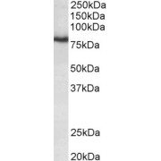 abx430362 (0.3 µg/ml) staining of Mouse Brain lysate (35 µg protein in RIPA buffer). Primary incubation was 1 hour. Detected by chemiluminescence.