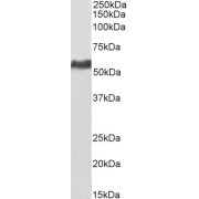 Biotinylated abx430366 (0.2 µg/ml) staining of HeLa lysate (35 µg protein in RIPA buffer), exactly mirroring its parental non-biotinylated product. Primary incubation was 1 hour. Detected by chemiluminescence, using streptavidin-HRP and using NAP blocker as a substitute for skimmed milk.